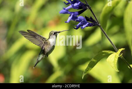 Closeup of Ruby-throated Hummingbird in flight and feeding on nectar from Black and Blue Hummingbird Sage flowers. Stock Photo