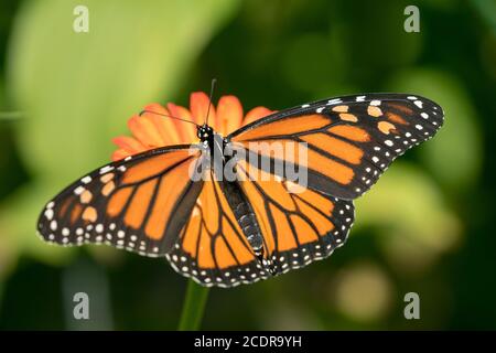 Closeup of Monarch Butterfly with wings open feeding from nectar from an orange Mexican Sunflower in Canadian garden. Background is bokeh green. Stock Photo