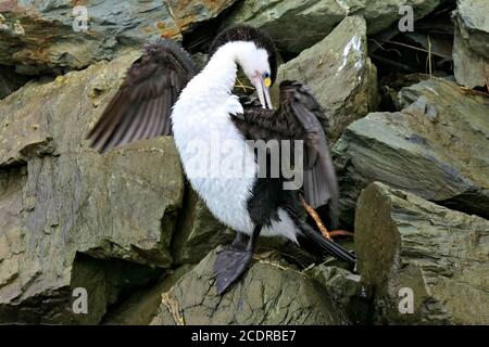 Little pied shag, little cormorant or white-throated shag with spread wings cleaning its plumage on wet rocks by the sea Stock Photo