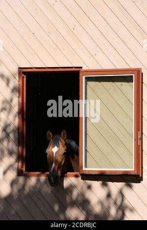 Protrait format of the head of a curious chestnut horse in a window frame of a paddock Stock Photo