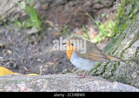 Birdwatching - closeup side view of an adorable European robin, erithacus rubecula or robin redbreast on a tree root or trunk in a park Stock Photo