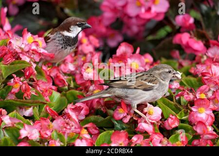 Closeup cute male and female house sparrow or passer domesticus perched on pink flowers in a garden