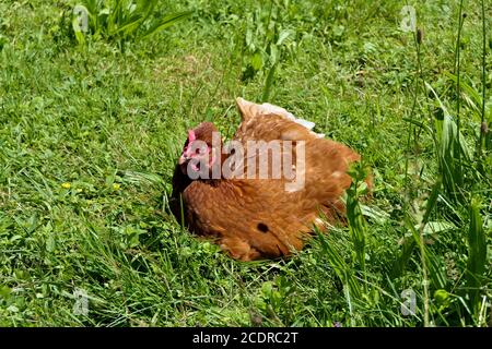 Brown free range hen lying outdoors in green grass on a sunny day Stock Photo