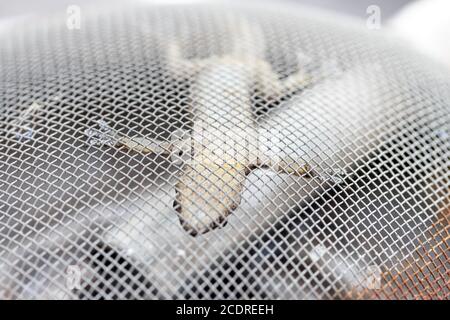 A small lizard hangs upside down on a steel net. The eastern gecko get stuck over a sewer where water flows, Thailand. Stock Photo