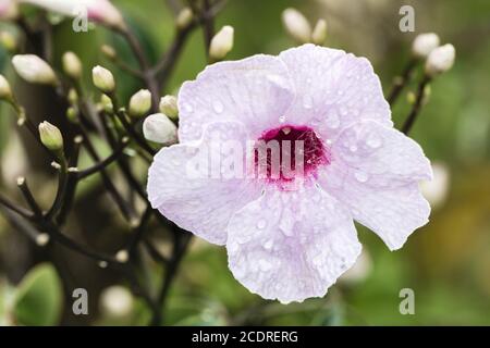 Bower Vine, Bower of Beauty, Pandorea jasminoides, Australia