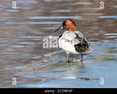 A full-bodied closeup of a Canvasback duck standing on the icy shoreline of a lake in Wintertime. Stock Photo