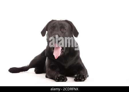 labrador on white Stock Photo