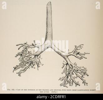 Quain's Elements of Anatomy Col. III published in 1896, trachea and bronchi. Stock Photo