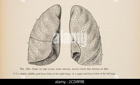 Quain's Elements of Anatomy Col. III published in 1896, lungs. Stock Photo