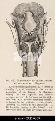 Quain's Elements of Anatomy Col. III published in 1896, larynx. Stock Photo