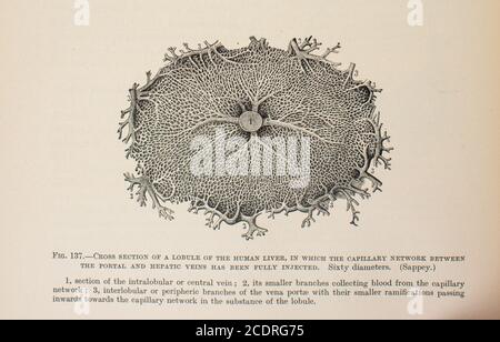 Quain's Elements of Anatomy Col. III published in 1896, cross section of a lobe of the liver. Stock Photo