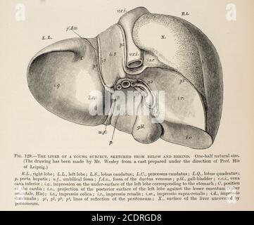 Quain's Elements of Anatomy Col. III published in 1896, liver. Stock Photo