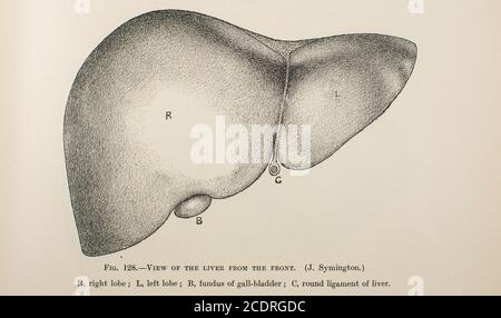 Quain's Elements of Anatomy Col. III published in 1896, liver. Stock Photo
