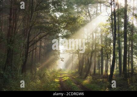 September in the woods, autumn morning, sunshine among the fog over the forest road, landscape Stock Photo