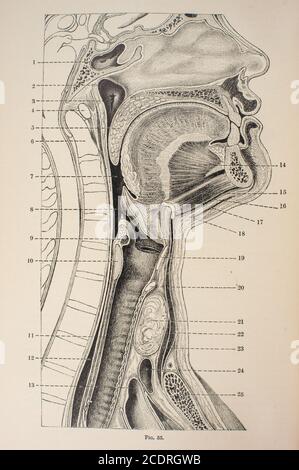 from Quain's Elements of Anatomy Col. III published in 1896, lateral view of mouth and throat. Stock Photo