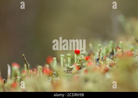 Cladonia cristatella or british soldier lichen Stock Photo