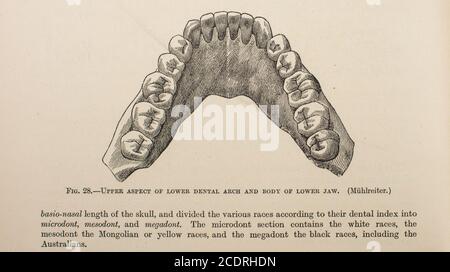 Lower dental arch from Quain's Elements of Anatomy Col. III published in 1896 Stock Photo