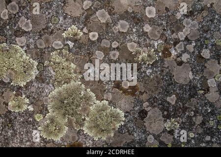 Lichens growing on a rock surface Stock Photo