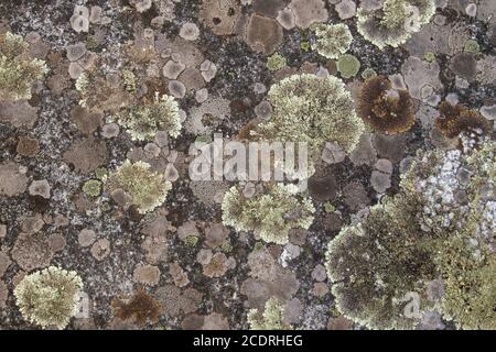 Lichens growing on stone surface Stock Photo