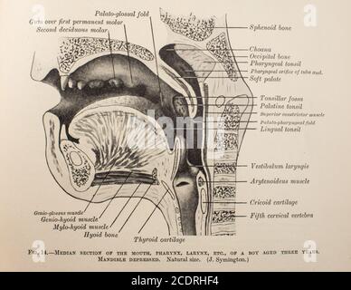 Quain's Elements of Anatomy Col. III published in 1896, dentistry. Stock Photo