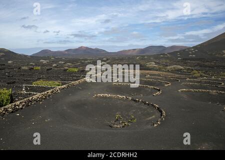 Wine growing on lanzarote in the La Geria region, Spain, Europe Stock Photo