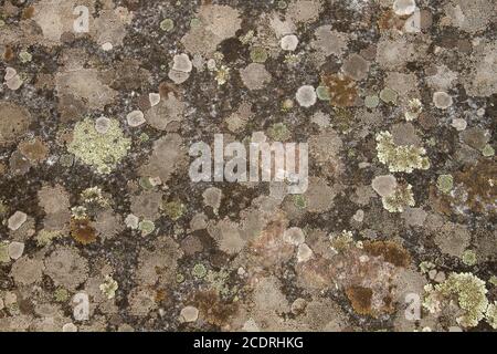 Lichens growing on a stone surface Stock Photo