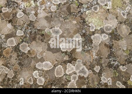 Lichens growing on stone wall Stock Photo