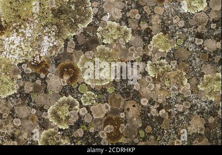 Lichens growing on a rock surface Stock Photo