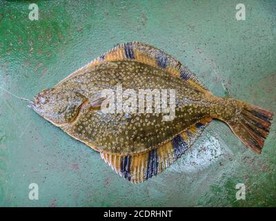 Flounder on the deck. Fishing on the boat. Bottom fish Stock Photo