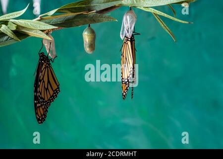 Two monarch butterflies, Danaus plexippuson, drying wings on chrysalis teal blue background Stock Photo