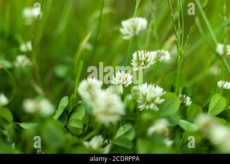white Flowering clover Trifolium pratense. selective focus macro shot with shallow DOF Stock Photo