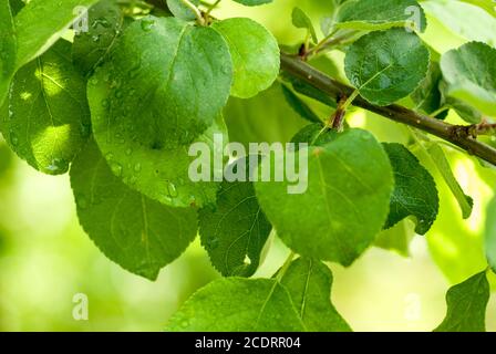 wet fresh green foliage leaves with water drops. selective focus macro shot with shallow DOF spring background Stock Photo