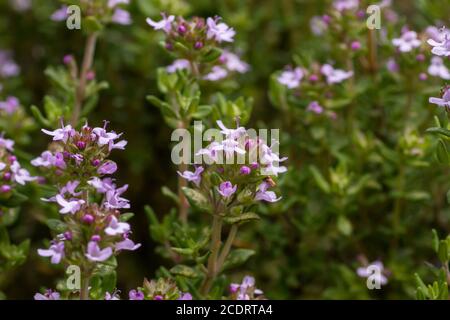 Thymus plant with blooming flowers Stock Photo