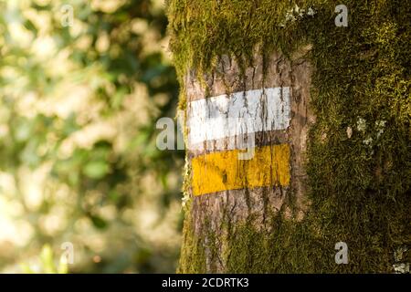 Painted trail sign on a tree trunk with moss Stock Photo