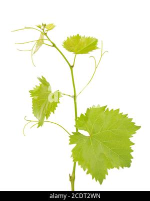 Green branch of grape vine isolated white background. Spring with leaves of grape vine. Stock Photo