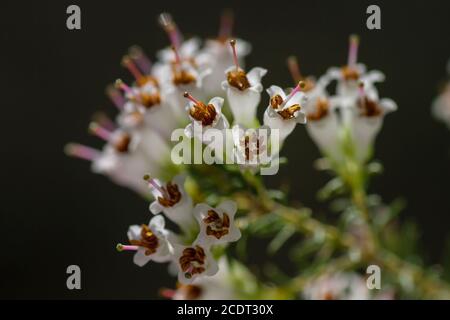 Detail of erica arborea or tree heath white flowers blooming in spring Stock Photo