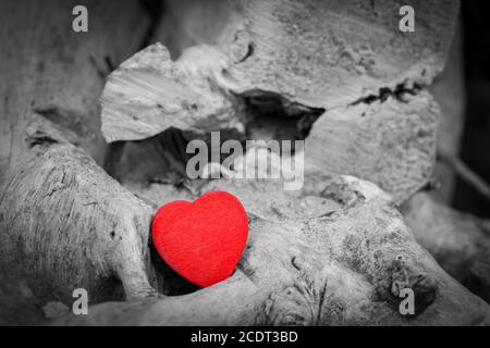 Red heart in a tree trunk and branches. Love symbol. Red against black and white Stock Photo