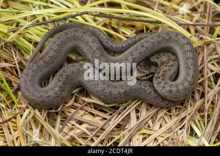 Juvenile smooth snake (Coronella austriaca) in a Surrey heathland site, UK Stock Photo