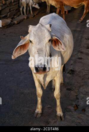 stray cow standing in the middle of the road Stock Photo