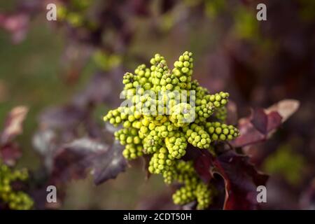 oregon grape flowers in early spring Stock Photo
