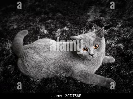 Adorable cat with ginger orange eyes lying on black and white carpet Stock Photo