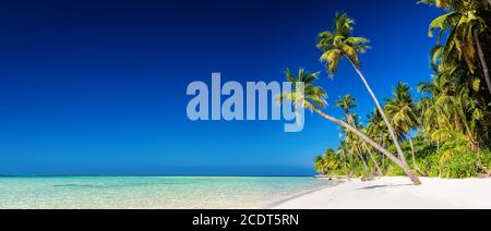 Panorama of tropical island with coconut palm trees on sandy beach. Maldives Stock Photo