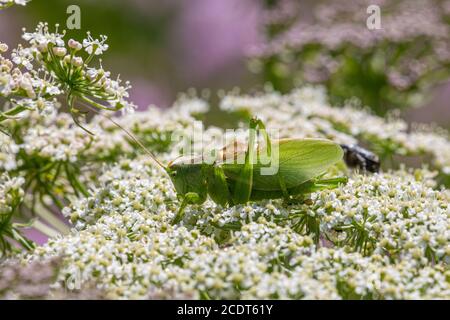 Feeding upland green bush cricket Stock Photo