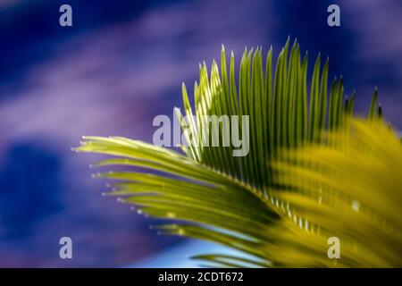 cyca palm leaves on blue background Stock Photo