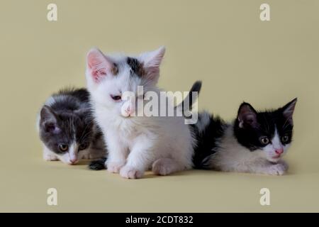 Close-up portrait of kittens. Beautiful animals shot on a yellow background. Lovely kids. Black and white kittens. Fluffy kittens. Three month old kit Stock Photo