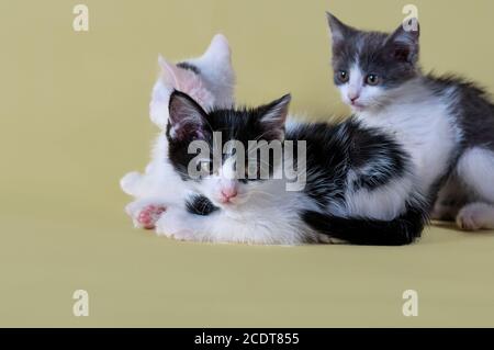 Close-up portrait of kittens. Beautiful animals shot on a yellow background. Lovely kids. Black and white kittens. Fluffy kittens. Three month old kit Stock Photo