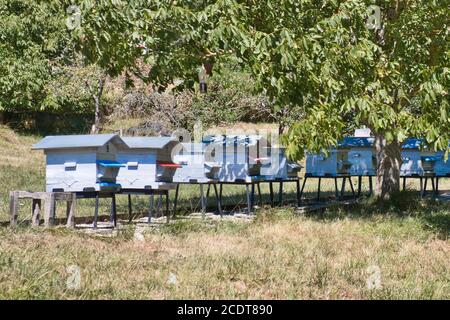 A row of numbered beehives place on small tables beneath the shade of tree. Colorful porches shelter the bees entrance and each . Stock Photo