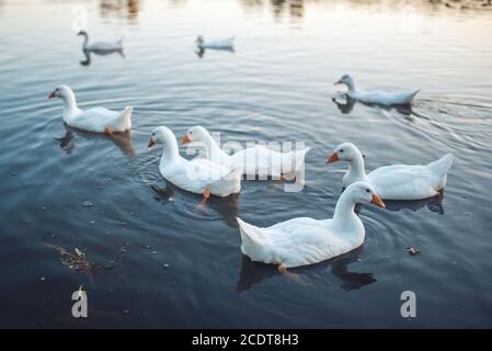 A flock of white Domestic Geese swimming in lake in evening. Domesticated grey goose are poultry used for meat, eggs, down feath Stock Photo