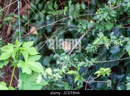 Chick of a European robin, Erithacus rubecula, Lancashire, England, Great Britain Stock Photo