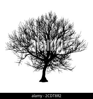 Black dry tree winter or autumn silhouette on white background.  illustration Stock Photo